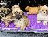 PoulaTo: Κουτάβια Lhasa Apso